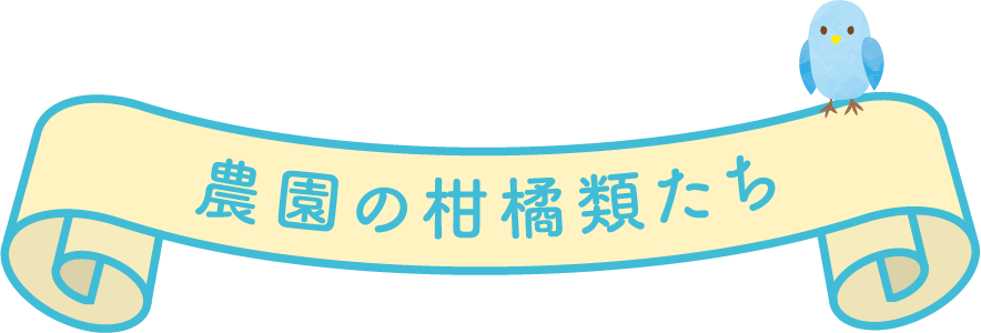 タイトルー農園の柑橘類の画像